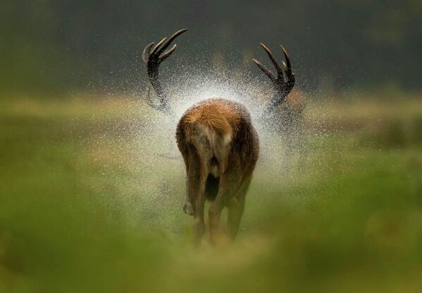 Работа фотографа Danny Green After the rain, победившая в категории Mammals фотоконкурса European Wildlife Photographer of the Year 2021