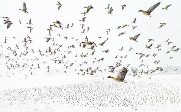 Работа фотографа Terje Kolaas  Bird migration, победившая в категории Birds фотоконкурса European Wildlife Photographer of the Year 2021 