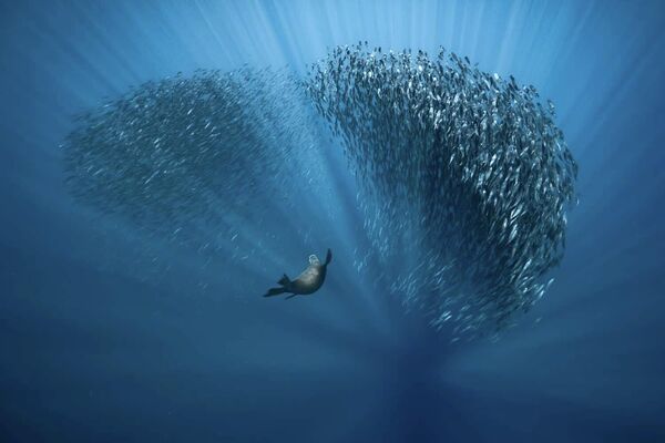 Работа фотографа Fabrice Guerin Water ballet, победившая в категории The Underwater World в фотоконкурсе European Wildlife Photographer of the Year 2021