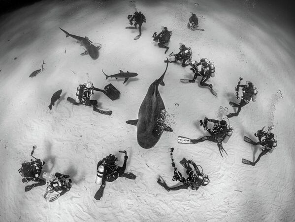 Работа фотографа Magnus Lundgren Diving and species conservation, победившая в категории Men and Nature  в фотоконкурсе European Wildlife Photographer of the Year 2021