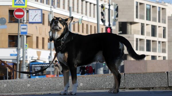 Собака на одной из улиц Москвы