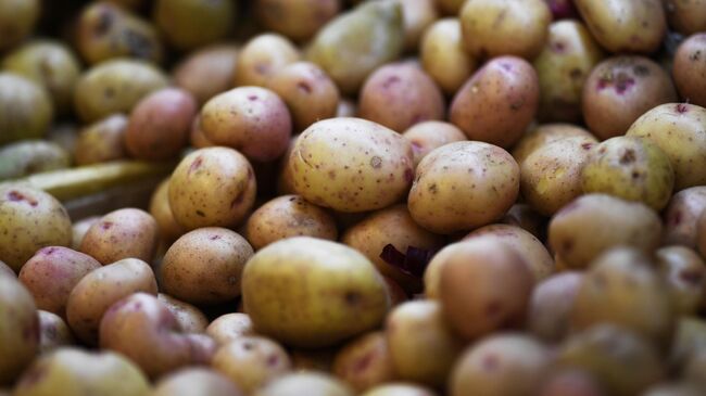 В России снизились цены на картофель