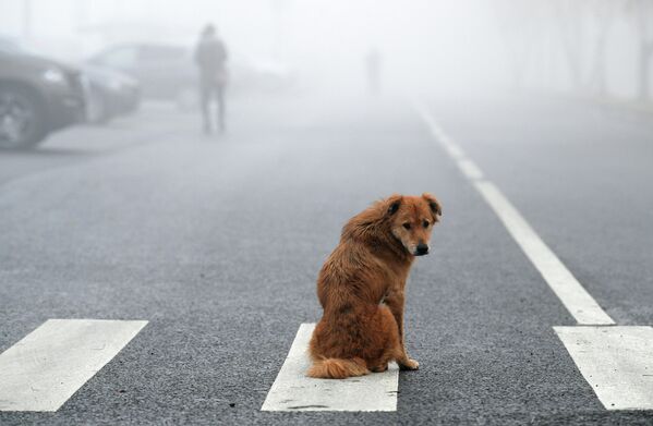 Собака во время тумана в Москве