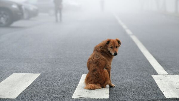 Собака во время тумана в Москве
