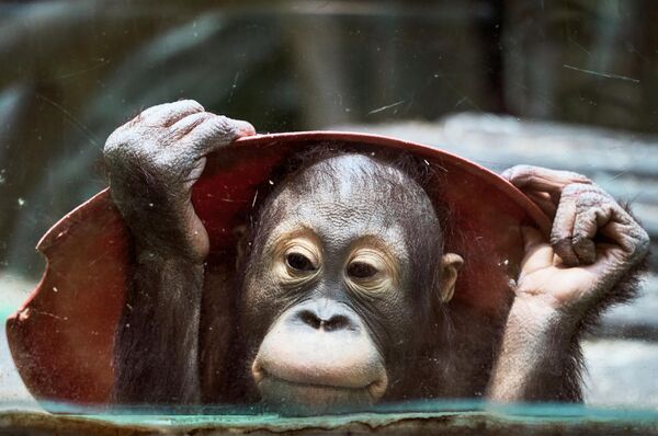 Детеныш суматранского орангутана в вольере Московского зоопарка