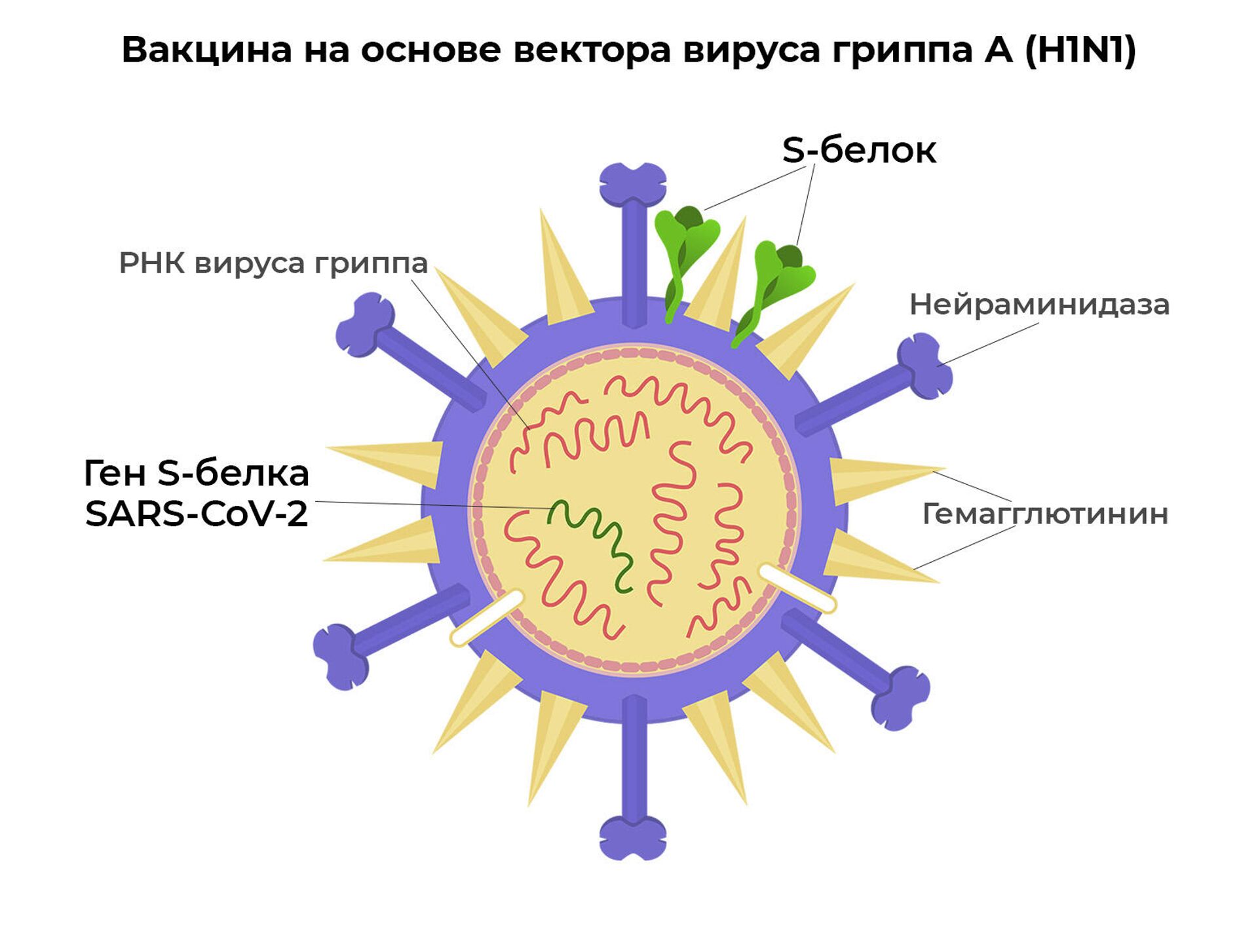 Вакцина на основе вектора вируса гриппа А (H1N1) - РИА Новости, 1920, 05.11.2021