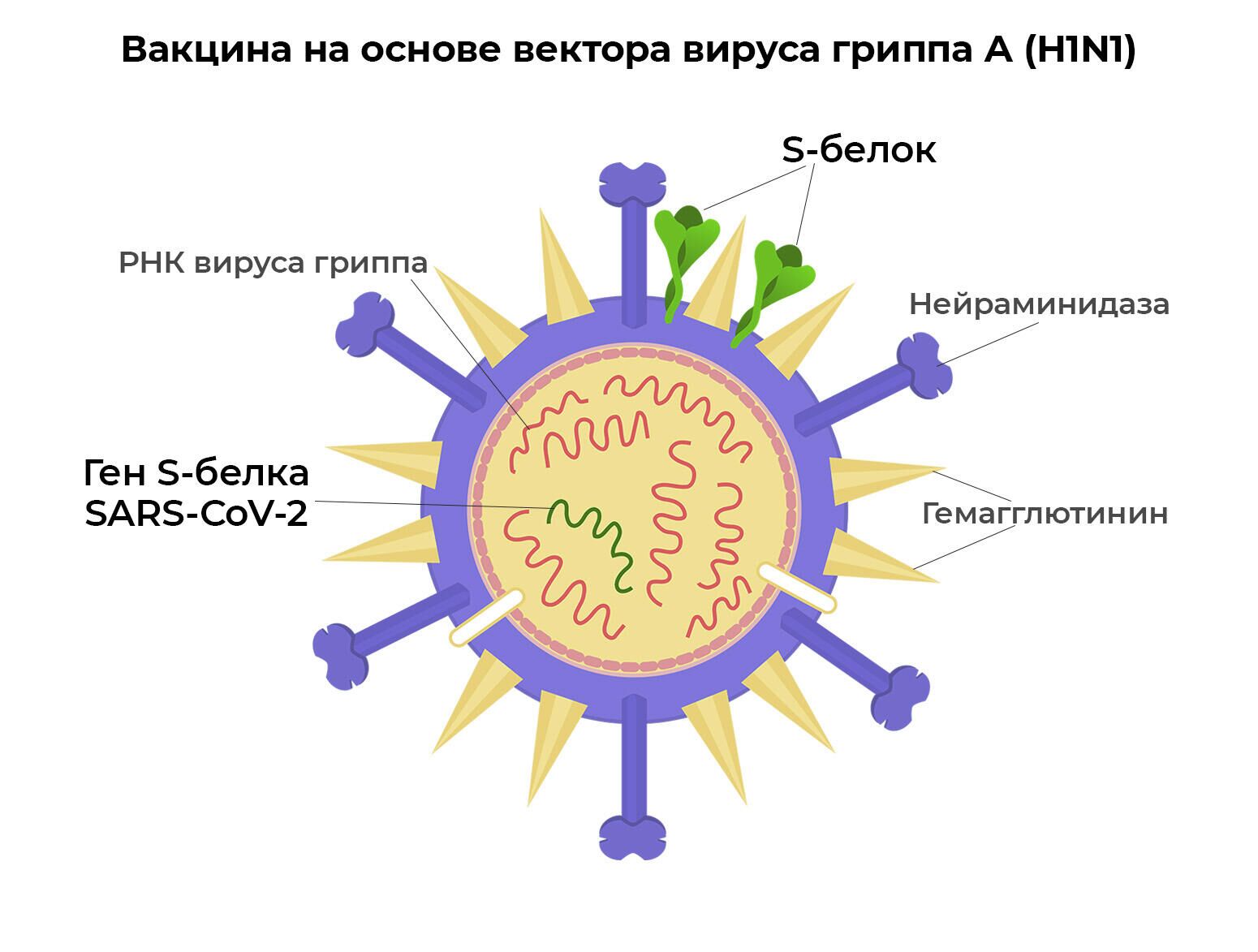 Вакцина на основе вектора вируса гриппа А (H1N1) - РИА Новости, 1920, 05.11.2021