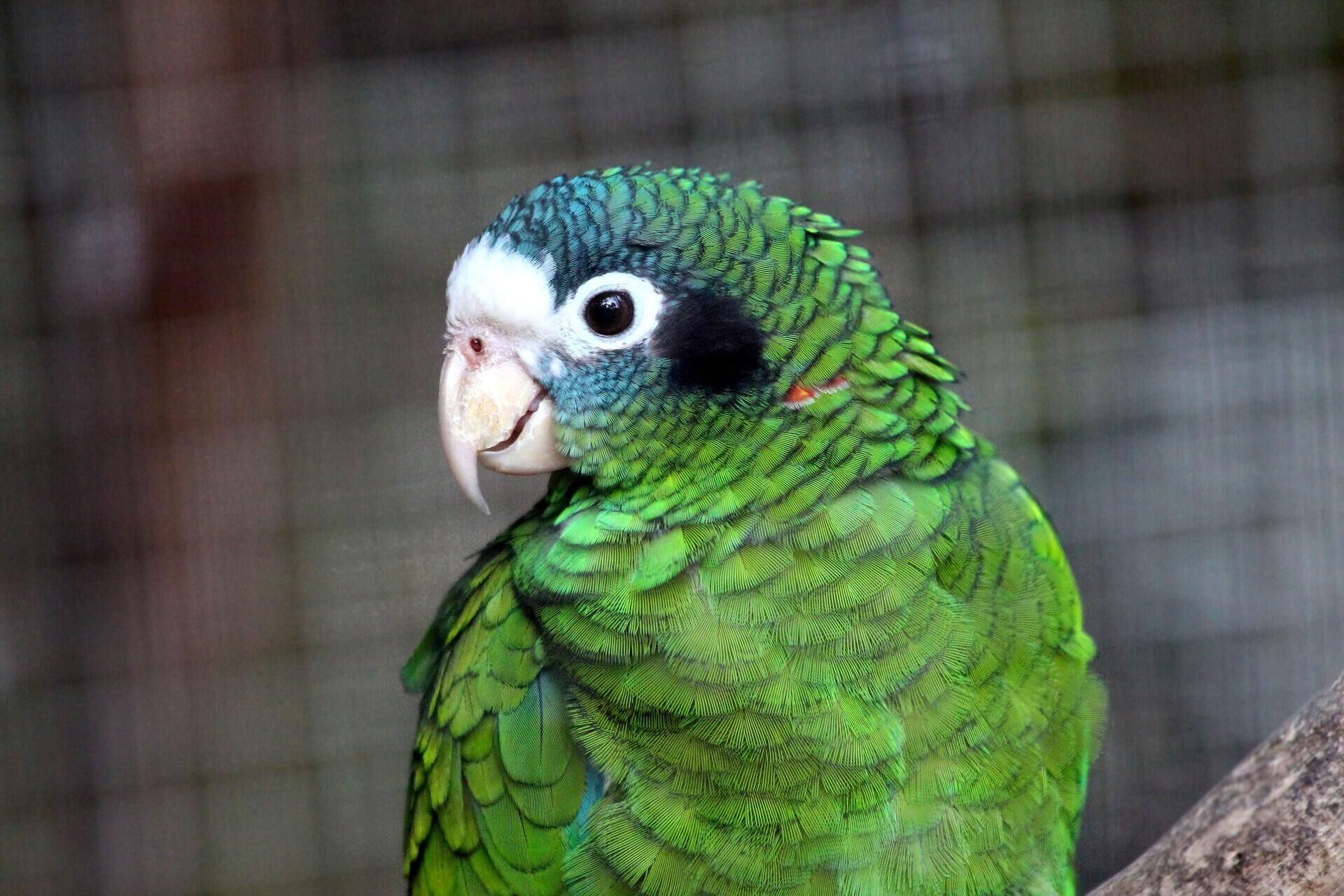 Попугай: виды, породы, названия птиц, описания и какого завести