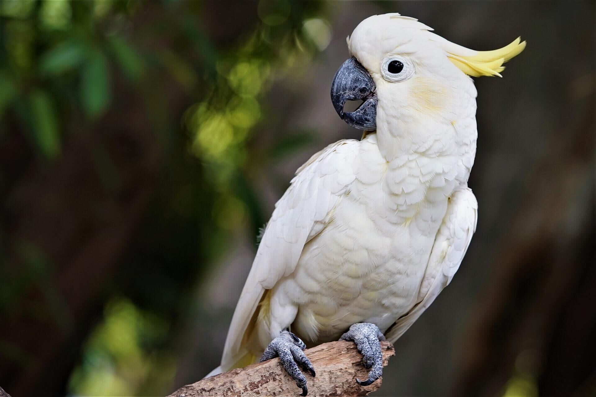 Как пишется какаду. Малый желтохохлый Какаду. Попугай Какаду. Белый попугай Какаду. Австралийский попугай Какаду.