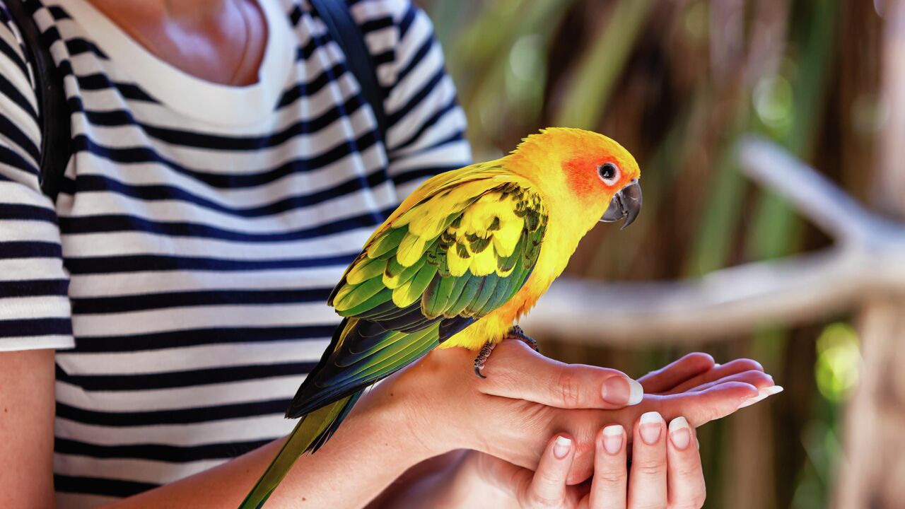 Сколько лет живет волнистый попугай?