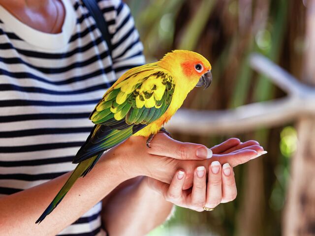 Волнистые попугаи - маленькие, очаровательные, не требовательные к уходу птицы