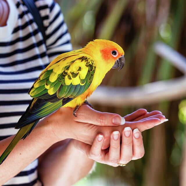 Уход за попугаем: советы по уходу и содержанию