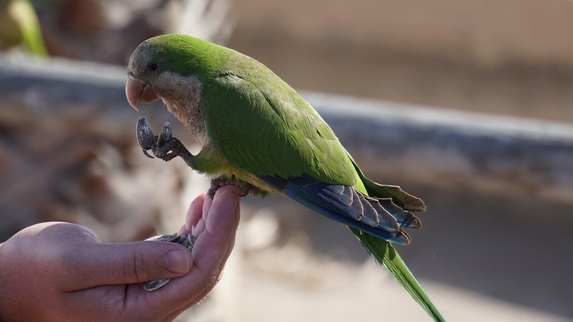 Воробьиный попугай зеленый