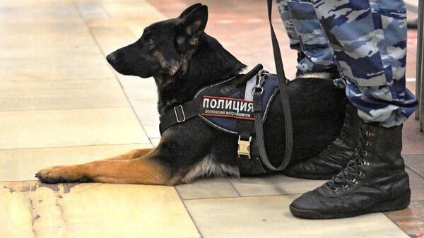 Сотрудник полиции со служебной собакой
