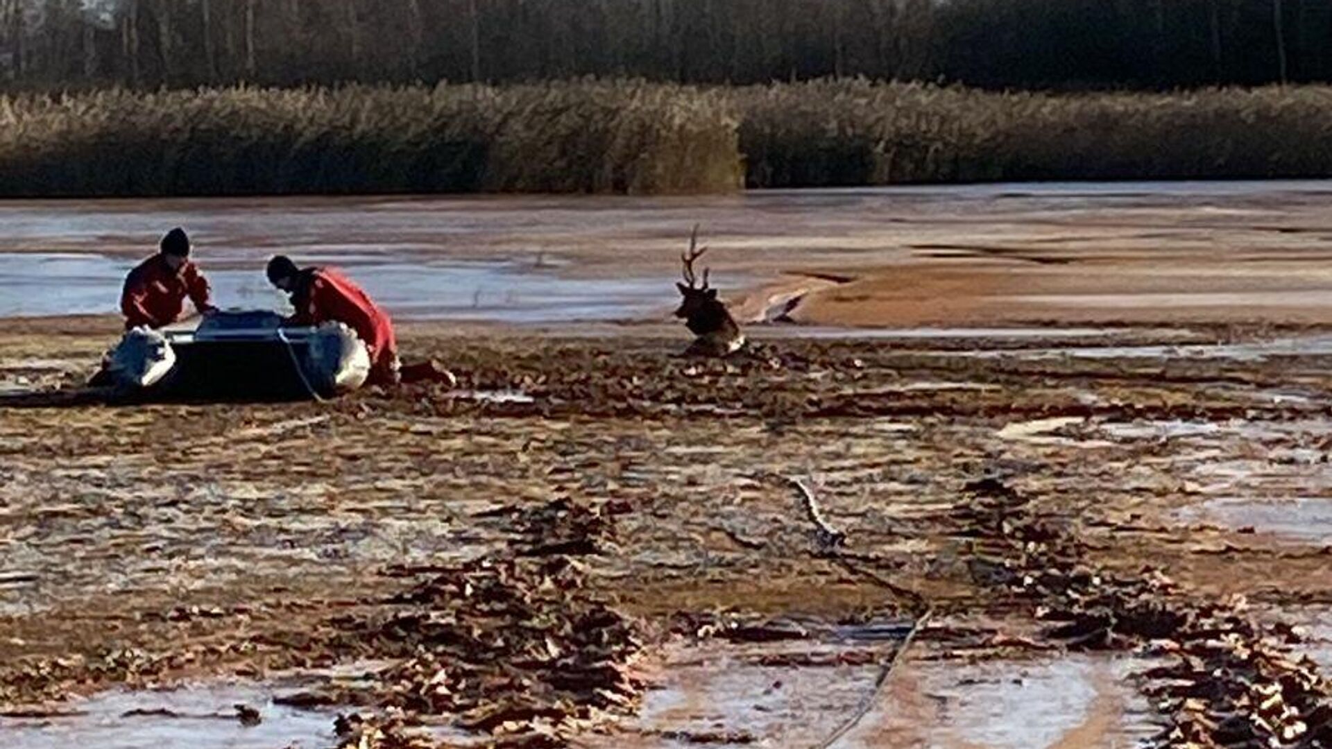 Спасатели вытащили из водоотстойника ТЭЦ в Твери обессилевшего оленя - РИА Новости, 1920, 09.11.2021