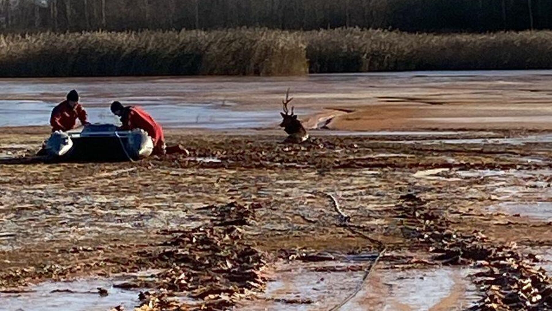 Спасатели вытащили из водоотстойника ТЭЦ в Твери обессилевшего оленя - РИА Новости, 1920, 09.11.2021