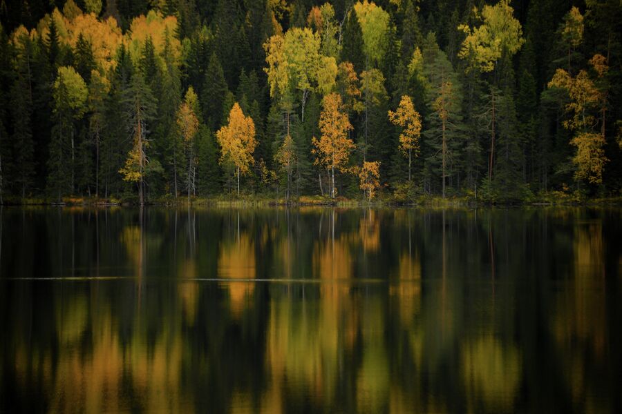 Отражение осеннего леса в Ладожском озере в Карелии