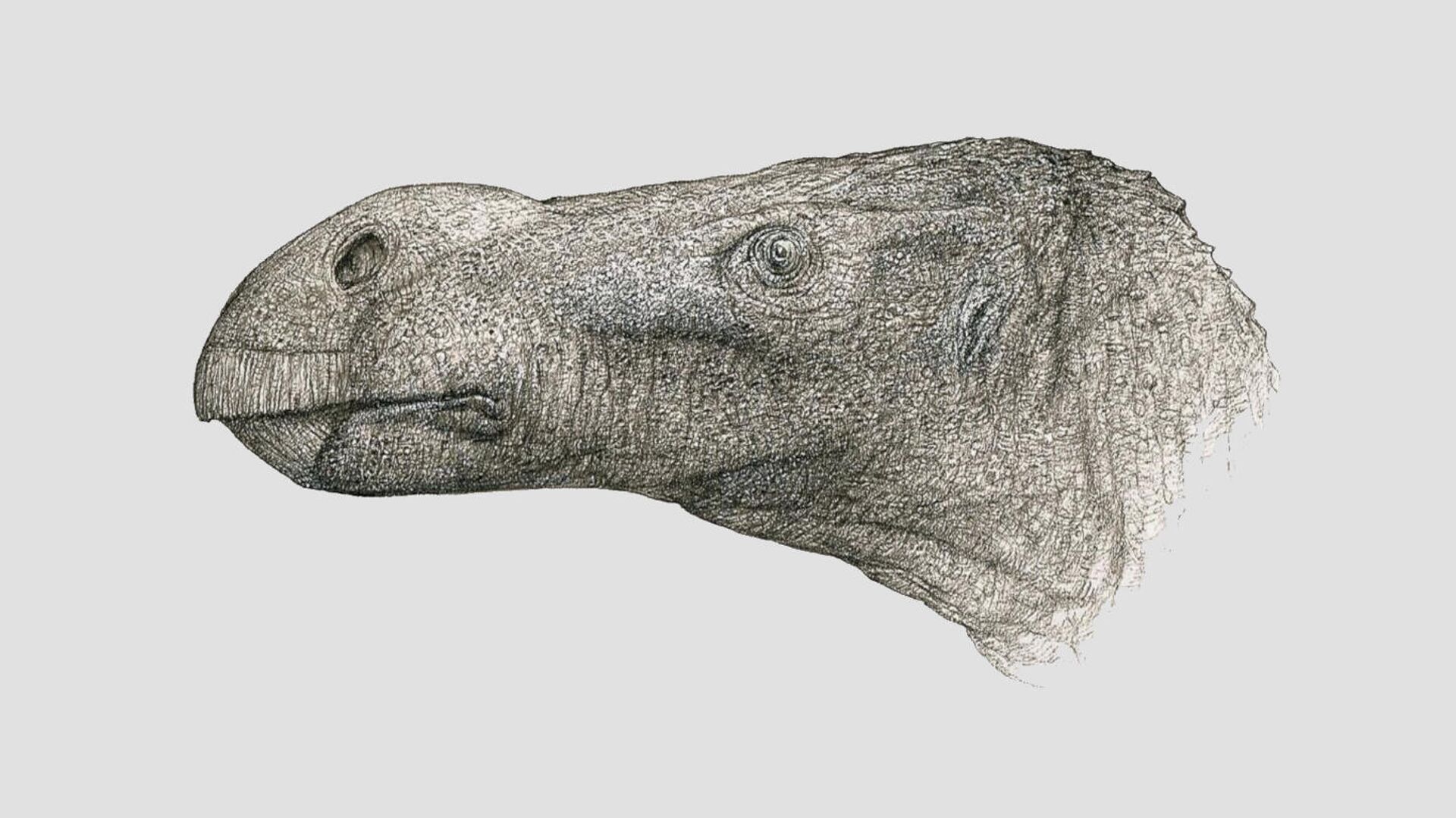 На британском острове Уайт нашли останки динозавра с редким носом