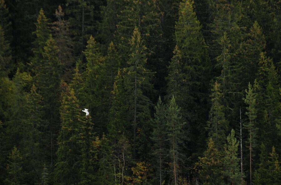 Чайка летит над горным парком Рускеала в Сортавальском районе Карелии