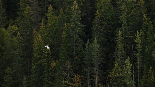 Чайка летит над горным парком Рускеала в Сортавальском районе Карелии Чайка летит над горным парком Рускеала в Сортавальском районе Карелии