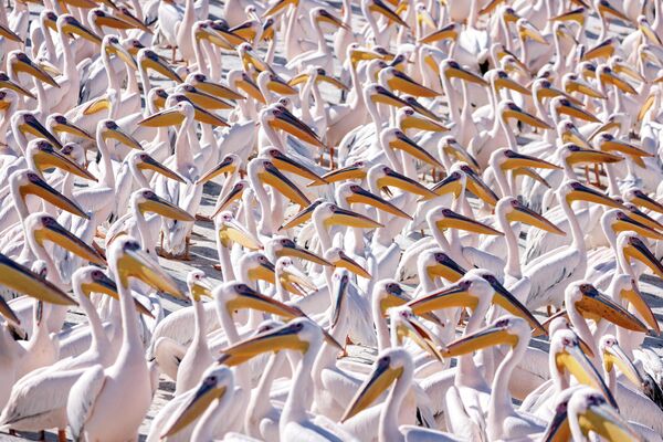 Мигрирующие розовые пеликаны у водоема в Израиле