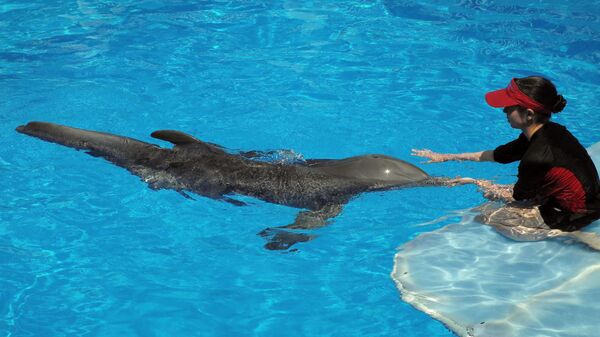 Самка дельфина по имени Винтер с протезированным хвостом