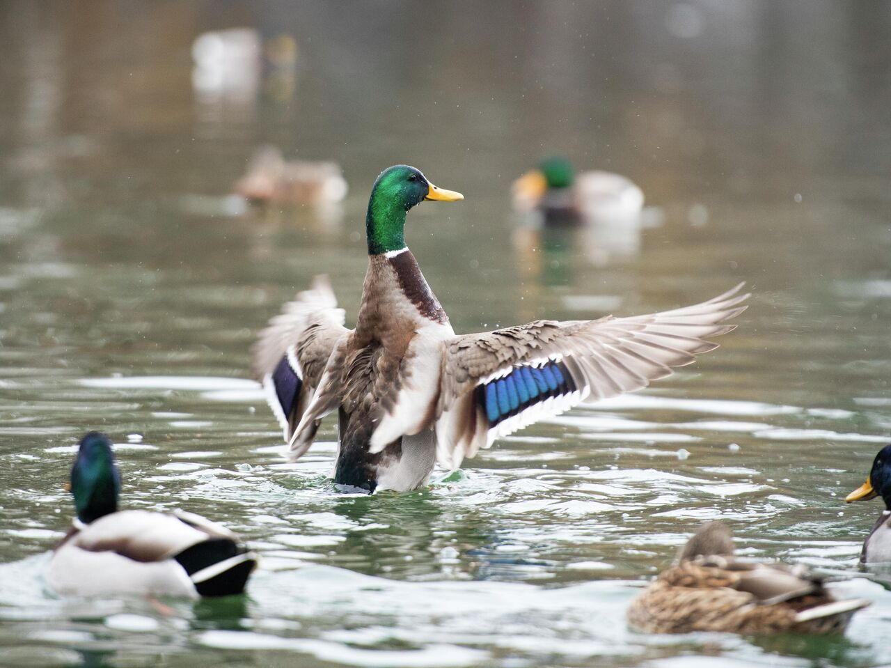 Котореновация и duck-friendly-пруды: как помогают городским животным - РИА  Новости, 17.11.2021