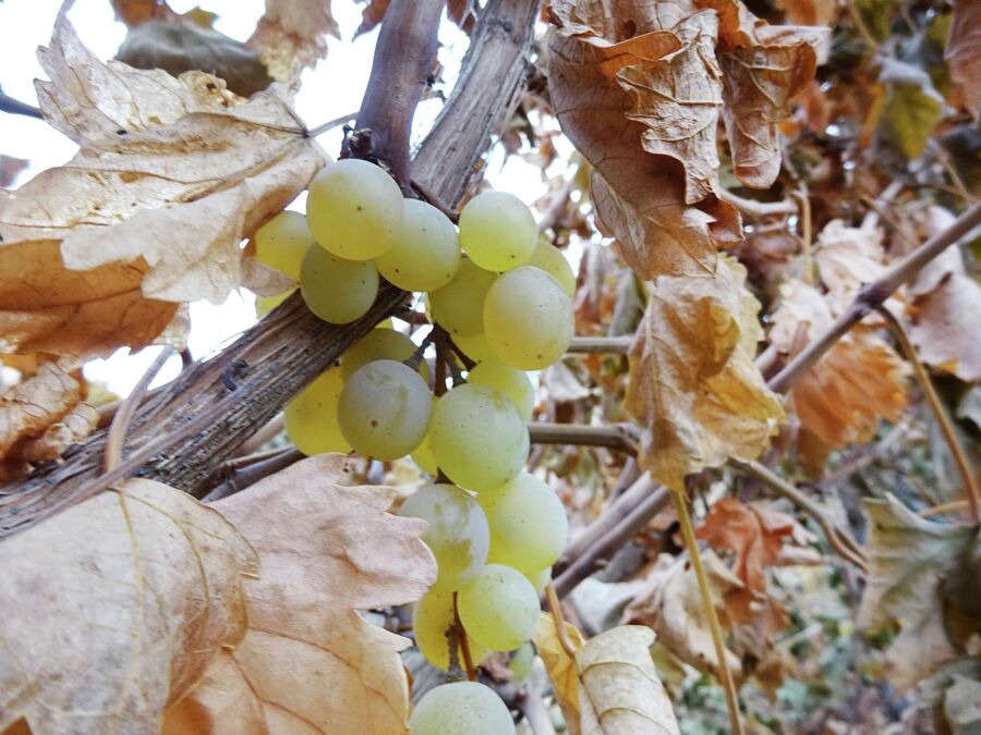 Виноградники в ноябре