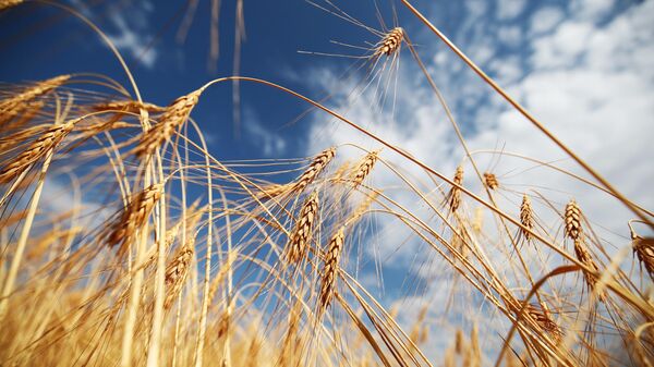 Урожай пшеницы на полях в Волгоградской области