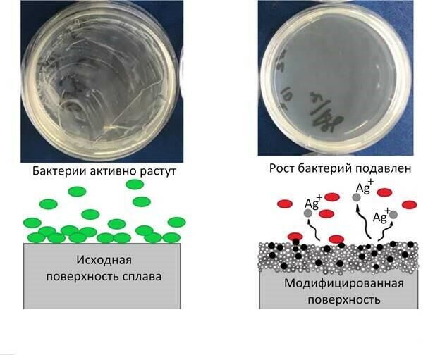 На изображении слева схематично показана исходная поверхность, без модификации. Если такой образец поместить в среду, то никаких антибактериальных свойств он не покажет, из-за этого вырастет много бактерий (емкость слева сверху мутная). Справа схема модифицированной поверхности, которая проявляет антибактериальные свойства. Соответственно, если поместить такой образец в среду, то рост бактерий будет остановлен (емкость справа чистая, деление бактерий в ней не наблюдается) - РИА Новости, 1920, 16.11.2021