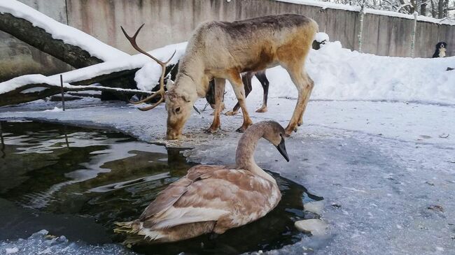 Фермерское хозяйство Приют Белоснежки