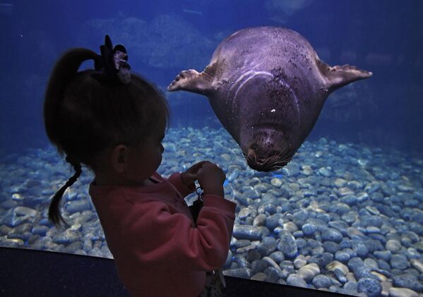 Юная посетительница смотрит на байкальскую нерпу в Приморском океанариуме