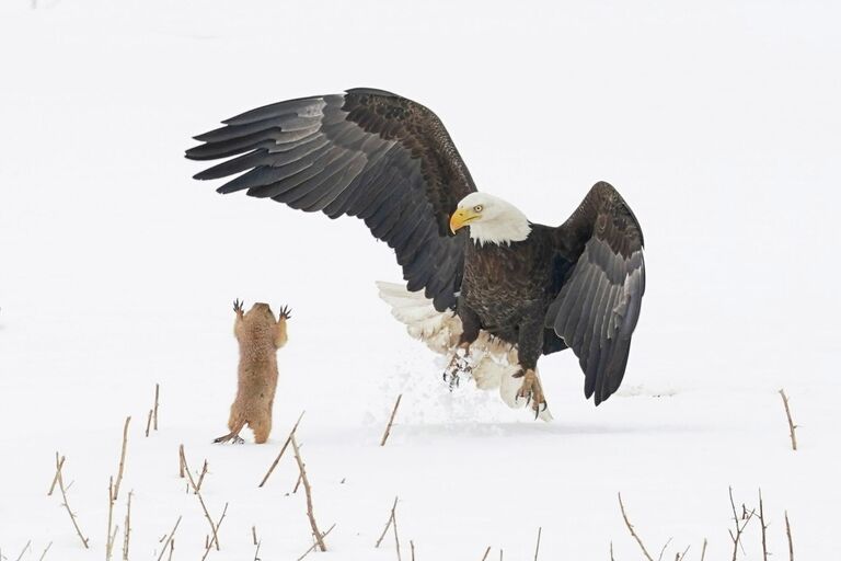 Работа фотографа Arthur Trevino Ninja Prairie Dog!, ставшая победителем в категории Alex Walker's Serian Creatures on the Land Award фотоконкурса Comedy Wildlife Photo Awards 2021