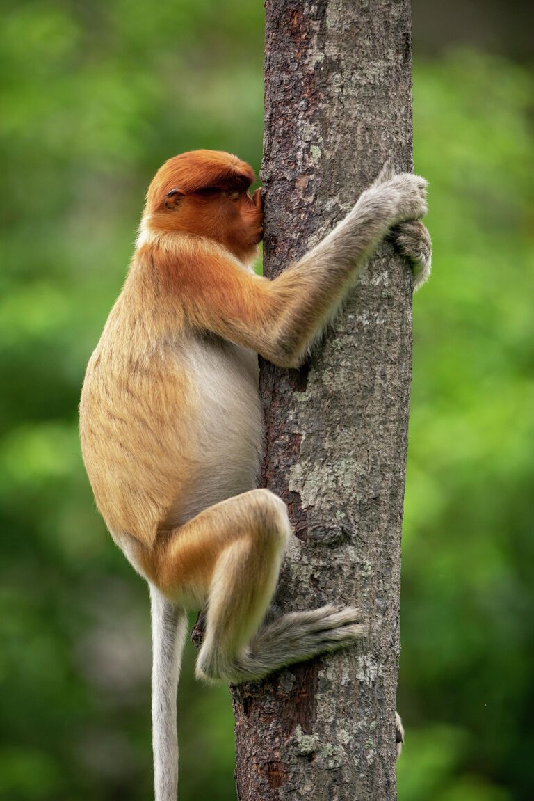 Работа фотографа Jakub Hodan Treehugger, получившая высокую оценку в фотоконкурсе 2021 The Comedy Wildlife Photography Awards