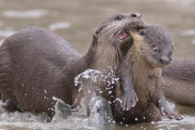 Работа фотографа Chee Kee Teo Time for school, победившая в категории Creatures Under the Water award фотоконкурса Comedy Wildlife Photo Awards 2021