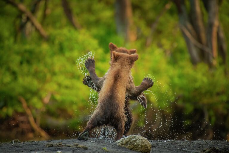 Работа фотографа Andy Parkinson Let's dance, получившая высокую оценку в фотоконкурсе 2021 The Comedy Wildlife Photography Awards