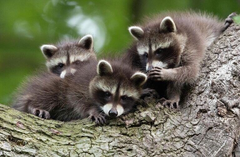 Работа фотографа Jan Piecha Chinese Whispers, получившая высокую оценку в фотоконкурсе 2021 The Comedy Wildlife Photography Awards