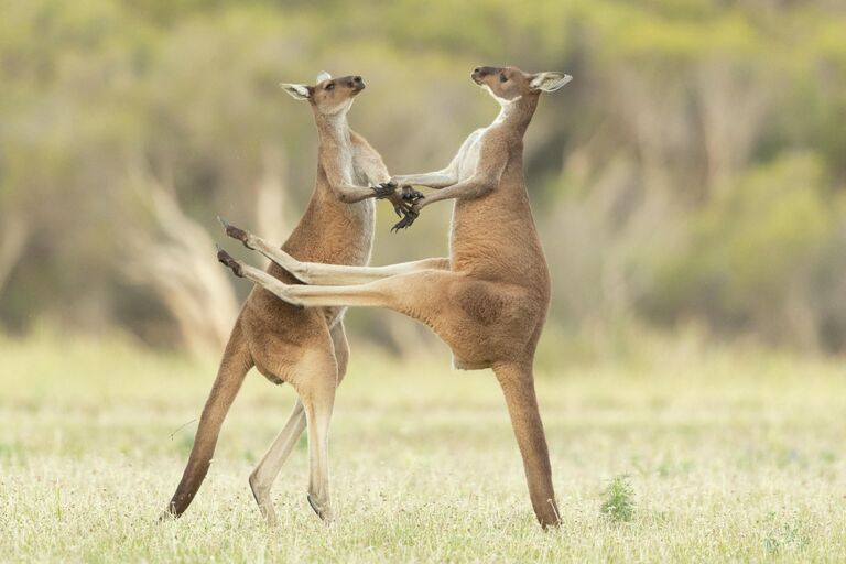 Работа фотографа Lea Scaddan Missed, получившая высокую оценку в фотоконкурсе 2021 The Comedy Wildlife Photography Awards