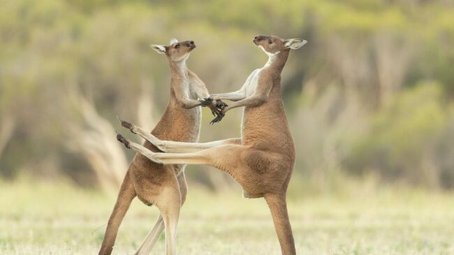 Работа фотографа Lea Scaddan Missed, получившая высокую оценку в фотоконкурсе 2021 The Comedy Wildlife Photography Awards