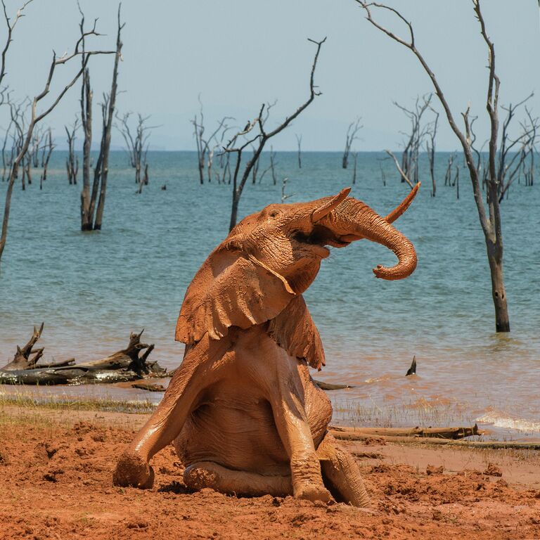 Работа фотографа Vicki Jauron The Joy of a Mud Bath, победившая в категории Amazing Internet Portfolio Award фотоконкурса Comedy Wildlife Photo Awards 2021