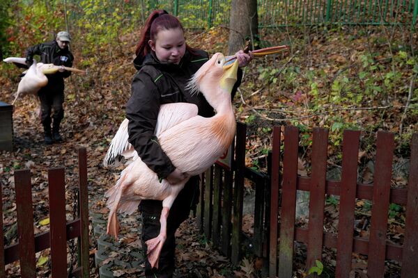 Сотрудница зоопарка города Либерец несет пеликана, чтобы переселить его в зимнее помещение
