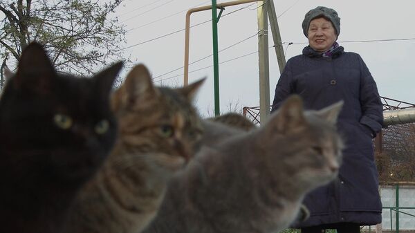 Вся пенсия на кошек: женщина шесть лет кормит уличных животных 