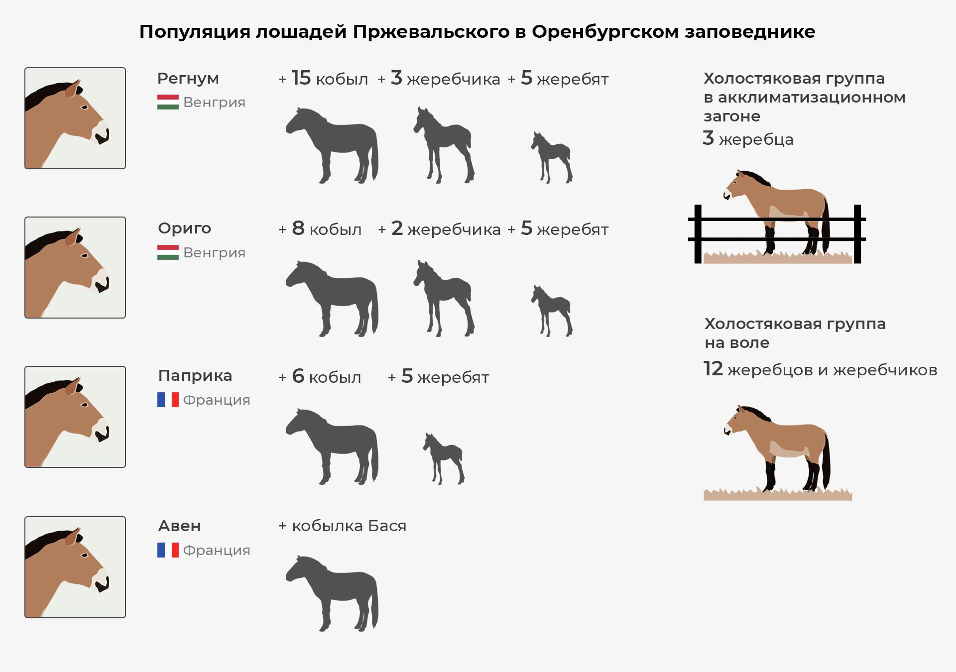 Популяция лошадей Пржевальского в Оренбургском заповеднике - РИА Новости, 1920, 19.11.2021