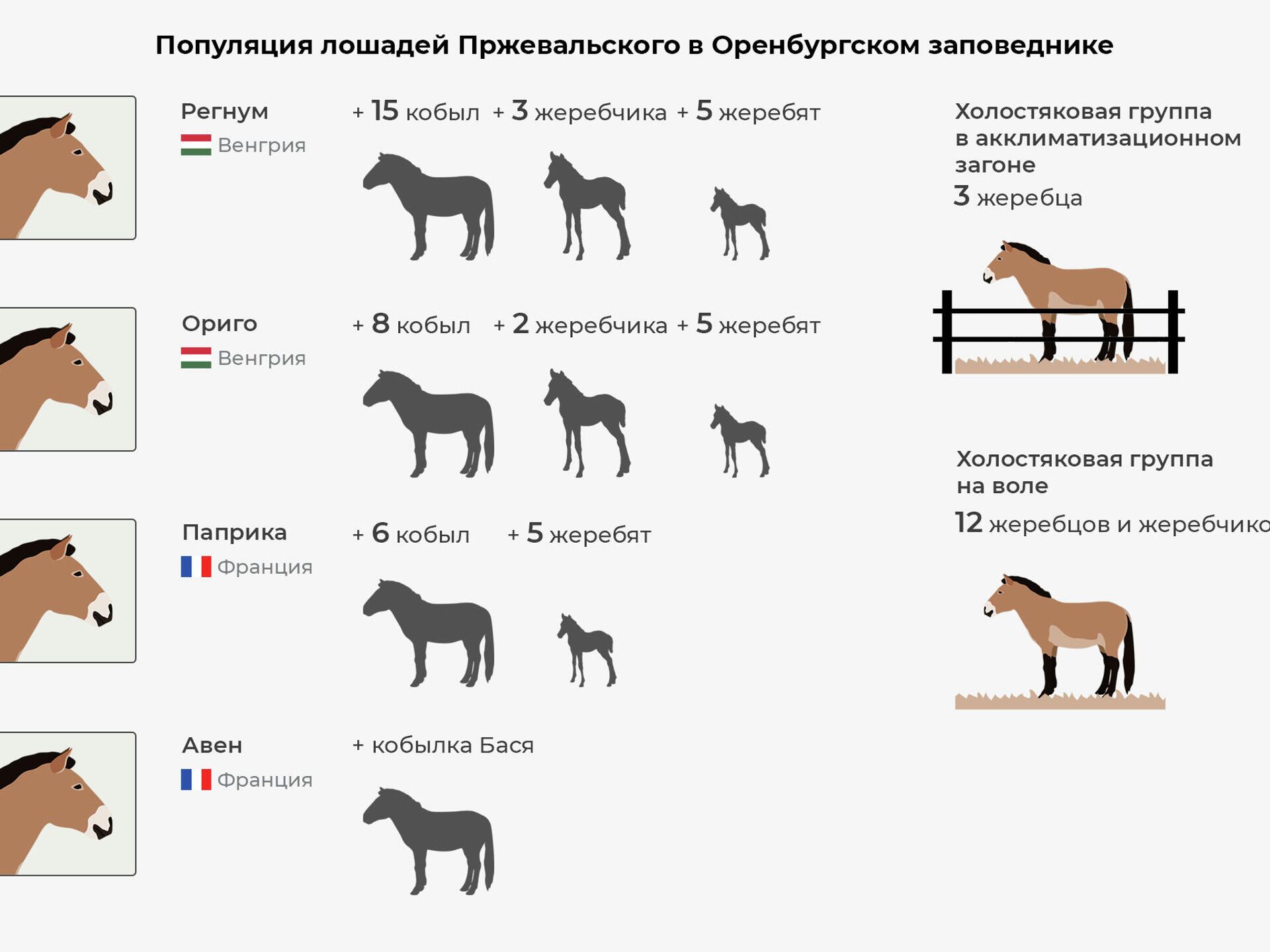 Записать лошадку. Популяция лошадей. Популяция лошадей Пржевальского. Погоняет лошадь. Красивые имена для лошадей Жеребцов.
