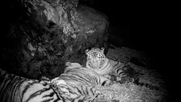 Фотоловушка в нацпарке «Земля леопарда» сняла самку амурского тигра с котятами
