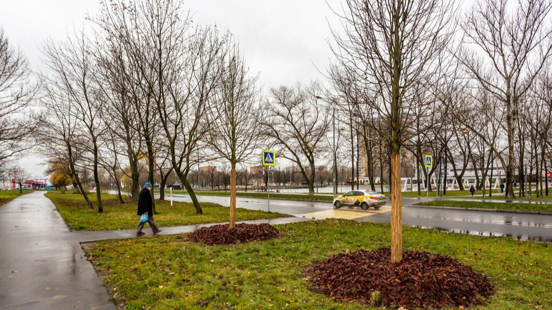 Высадка деревьев и кустарников завершилась на Алтуфьевском шоссе в Москве - РИА Новости, 1920, 17.11.2021