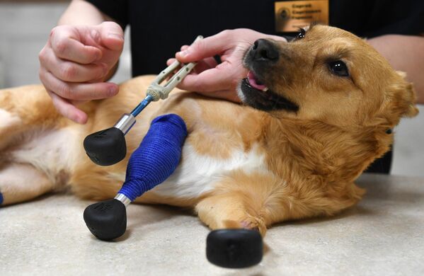Собака по кличке Моника в ветеринарной клинике Бэст в Новосибирске