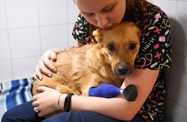 Сотрудница ветеринарной клиники Бэст в Новосибирске с собакой по кличке Моника перед прогулкой