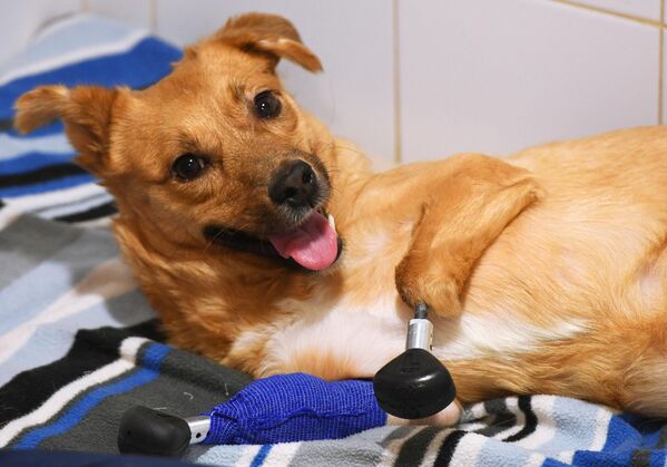 Собака по кличке Моника в ветеринарной клинике Бэст в Новосибирске