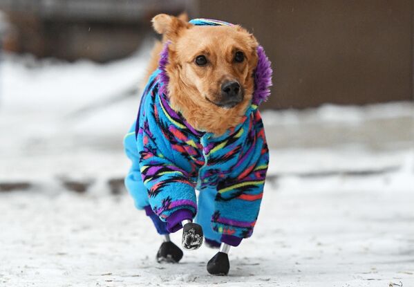 Собака по кличке Моника гуляет на улице рядом с ветеринарной клиникой Бэст в Новосибирске